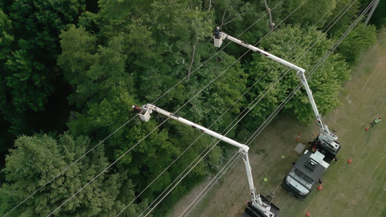 Tree and Shrub Care in Hope Valley, RI